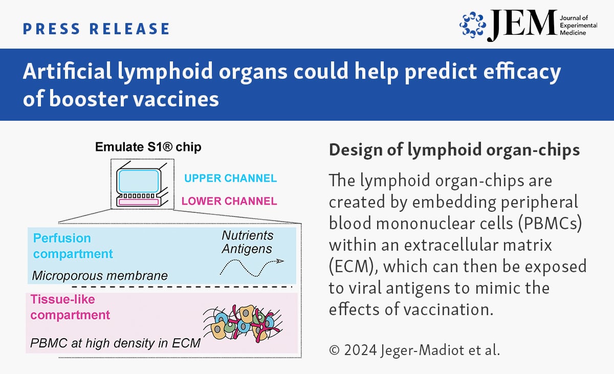 Journal of Experimental Medicine (@jexpmed) on Twitter photo #PressRelease 📰 Researchers <a href="/institutpasteur/">Institut Pasteur, since 1887</a> have developed artificial “lymphoid organ-chips” that recreate much of the human immune system’s response to booster #vaccines.
See our news release ➡️ hubs.la/Q02NYGf30
Original paper ➡️ hubs.la/Q02NYFWC0
@Team_Chakra #PressRelease 📰 Researchers <a href="/institutpasteur/">Institut Pasteur, since 1887</a> have developed artificial “lymphoid organ-chips” that recreate much of the human immune system’s response to booster #vaccines.
See our news release ➡️ hubs.la/Q02NYGf30
Original paper ➡️ hubs.la/Q02NYFWC0
@Team_Chakra