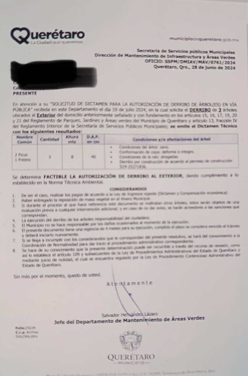 troldans's tweet photo. #SALVADORHERNANDEZLAZO
fue quien AUTORIZÓ LA TALA DE 40 ÁRBOLES en Álamos ¿Que justifica esta masacre @qromunicipio @LuisBNava @spublicosqro ?
¿Así tan fácil nos DESPOJARON de majestuosos árboles? https://t.co/kPAsaKhwM8