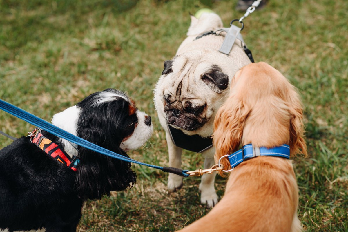 Psst! Have you heard about Walkies!? 👀🐶

Launchpad's dog walking challenge. Dogs get more walks in October and hoomans give money to help those who homeless or at risk of being homeless.

Sounds paw-fect! Walkies - Preventing Homelessness In Reading (launchpadreading.org.uk)