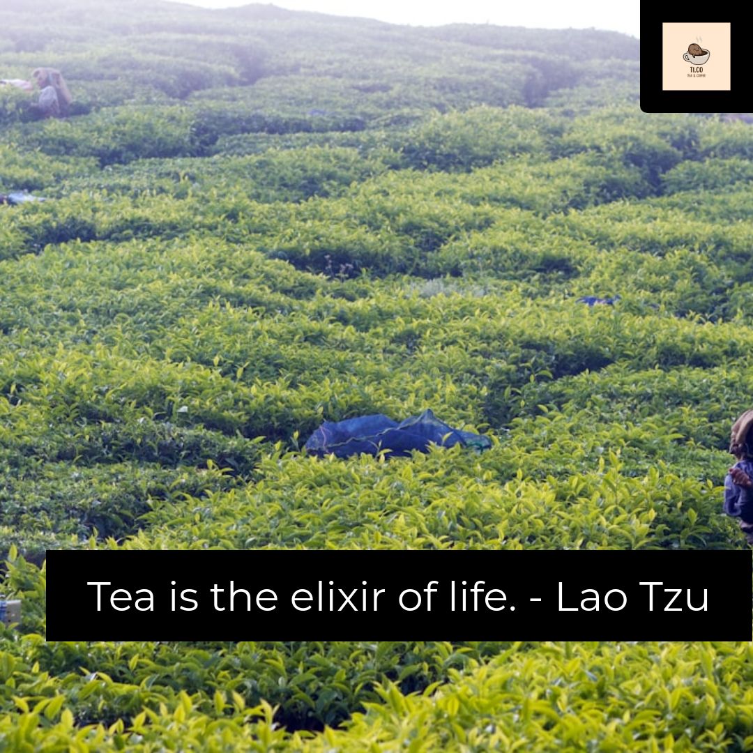 Tidotco's tweet image. Tea is the elixir of life.&quot; - Lao Tzu. At TI.CO, every cup of tea is a sip of vitality, a taste of longevity. Join us on this life-enhancing journey, one tea at a time. #TeaTime #LifeElixir 🍵✨