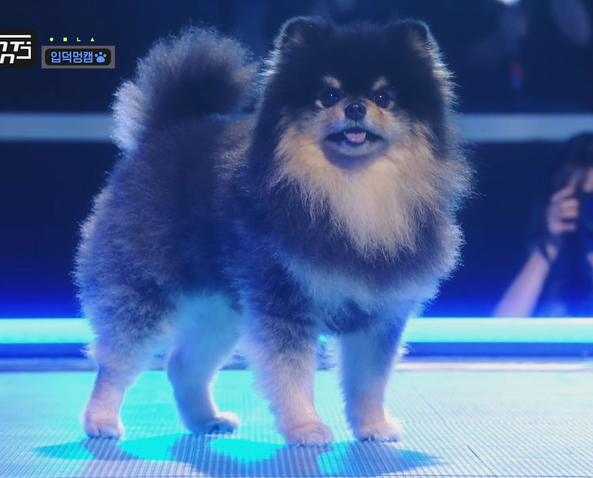 kazuyo12300901's tweet image. 🐶2017연9월7일❥❥❥2024연9월7일🐶
🎉생일 축하해🎉

타나〜💗💗💗💗💗

#BTS
#armyスルー禁止 
#kingyeontanday
#キムヨンタン
#김연탄
#ヨンタン
#연탄
#タナ
#타나
#タニ
#타니