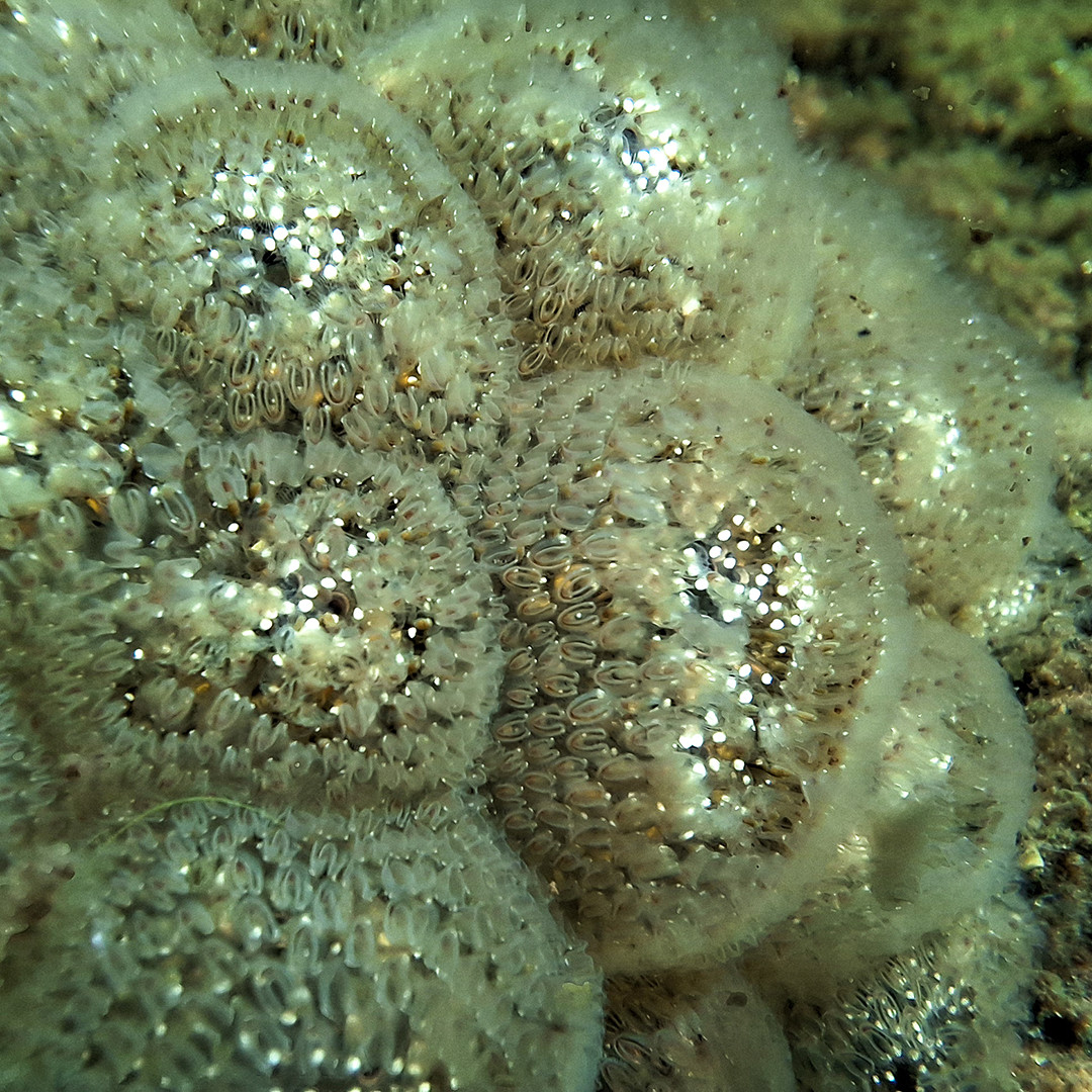 Les lacs et les cours d'eau de la zone de Loch Alva recèlent des mystères et des beautés. Andrew Sullivan, assistant conservateur en zoologie au MNB, a découvert d'abondantes touffes de bryozoaires magnifiques (Pectinella magnifica) dans l'East Branch Musquash Reservoir. #BiotaNB
