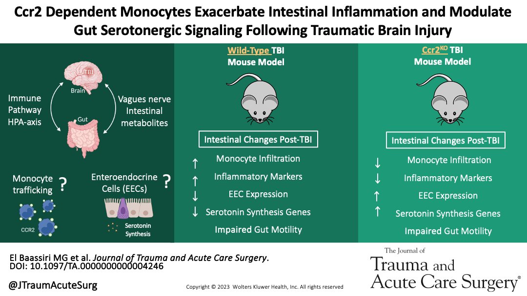Journal of Trauma and Acute Care Surgery (@jtraumacutesurg) on Twitter photo TBI triggers acute gut dysfunction, with Ccr2+ monocytes worsening inflammation and altering serotonin signaling. Targeting these monocytes offers promising therapy to mitigate TBI's harmful effects on the gut.
<a href="/BaassiriMG/">Mahmoud G. El Baassiri</a> <a href="/nasr_isam/">Isam W. Nasr</a> <a href="/HopkinsKids/">Johns Hopkins Children's Center</a>
journals.lww.com/jtrauma/abstra… TBI triggers acute gut dysfunction, with Ccr2+ monocytes worsening inflammation and altering serotonin signaling. Targeting these monocytes offers promising therapy to mitigate TBI's harmful effects on the gut.
<a href="/BaassiriMG/">Mahmoud G. El Baassiri</a> <a href="/nasr_isam/">Isam W. Nasr</a> <a href="/HopkinsKids/">Johns Hopkins Children's Center</a>
journals.lww.com/jtrauma/abstra…
