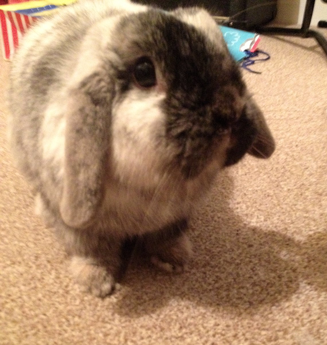 Dr Jordan Kistler tweet media