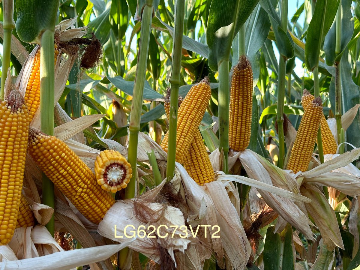 Teply_tweeter's tweet image. Great week out in the Central Valley of California looking through product with ⁦@davehoy⁩ Phil and Joe.  You always learn something when you are out there. Sometimes it’s about corn and sometimes it’s about one of the other 200+ crops growing out there.