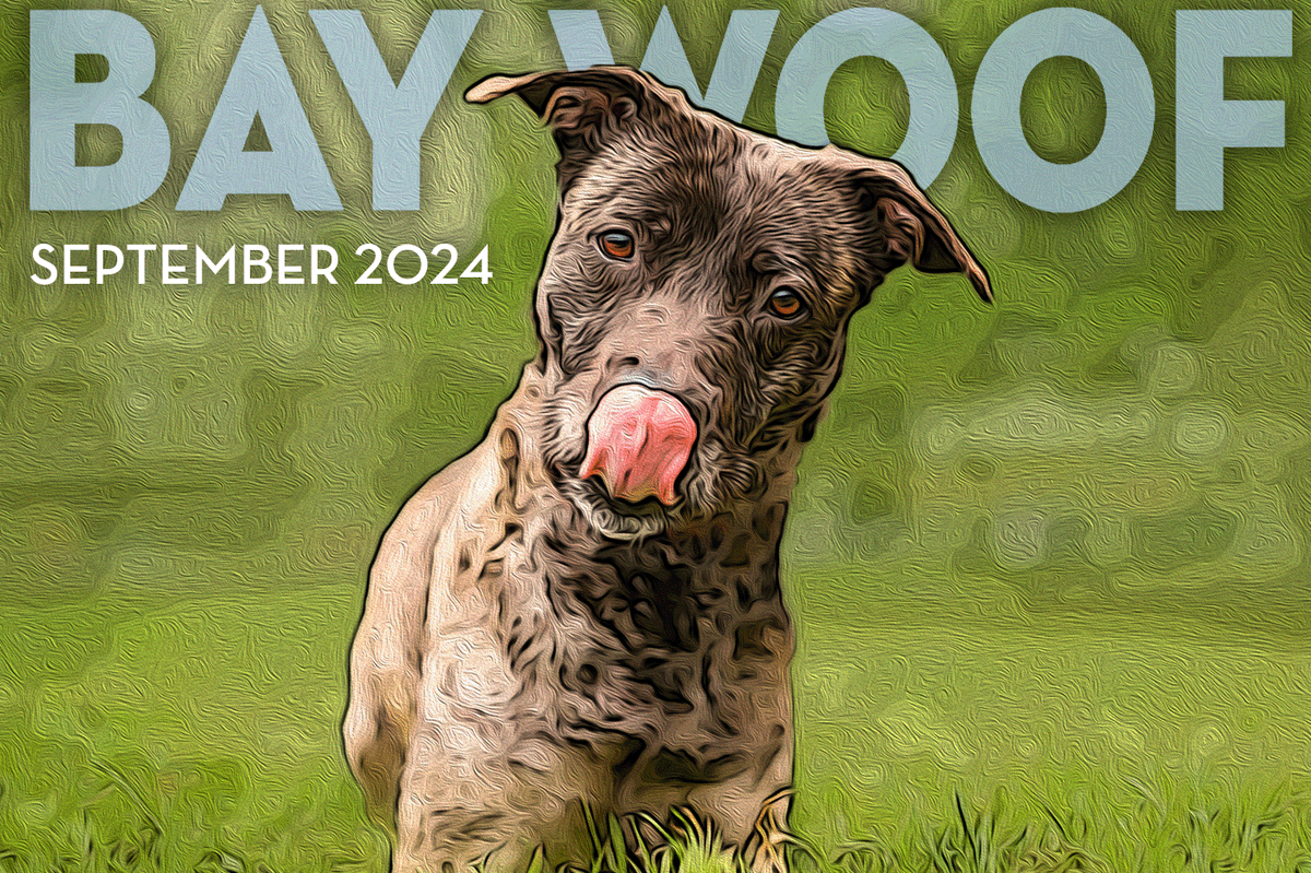 Bay Woof Foundation tweet media