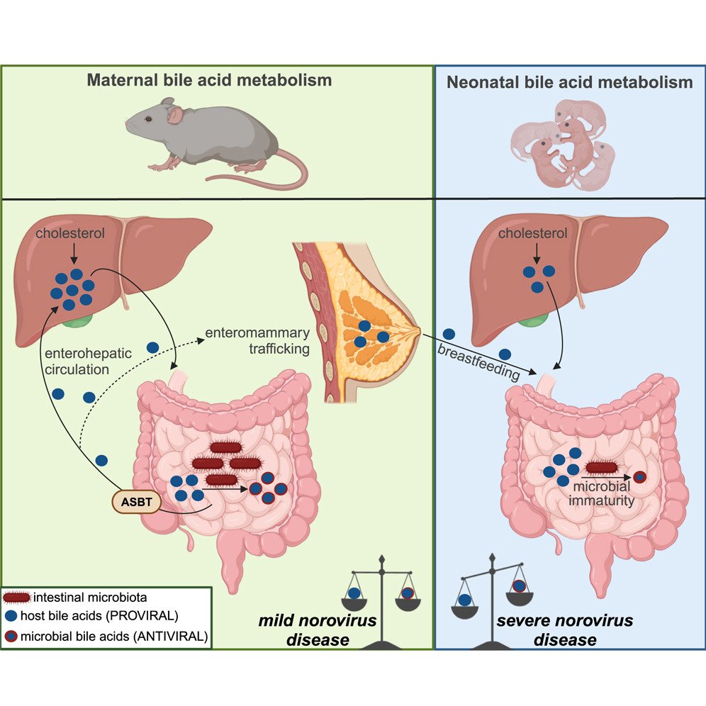 Cell Host & Microbe (@cellhostmicrobe) on Twitter photo Determinants of heightened newborn vulnerability to norovirus diarrhea
New work from <a href="/KarstLab/">Karst Lab_UF</a> demonstrates in mice that neonatal metabolic immaturity and breastmilk bile acids underlie the newborn’s heightened vulnerability to norovirus disease
cell.com/cell-host-micr… Determinants of heightened newborn vulnerability to norovirus diarrhea
New work from <a href="/KarstLab/">Karst Lab_UF</a> demonstrates in mice that neonatal metabolic immaturity and breastmilk bile acids underlie the newborn’s heightened vulnerability to norovirus disease
cell.com/cell-host-micr…