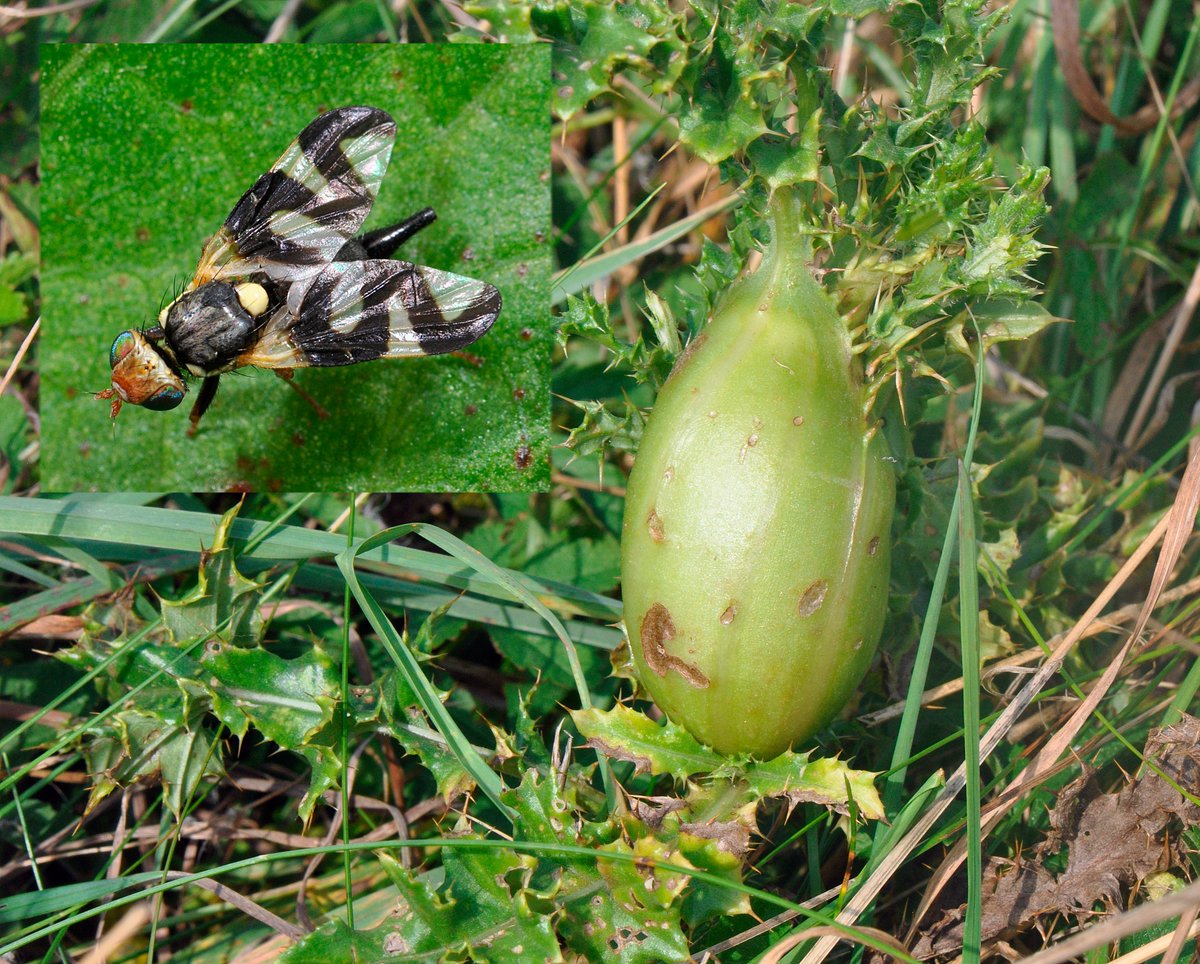 NatureBureau (@naturebureau) on Twitter photo Have you spotted an egg-shaped gall on Creeping Thistle like this one seen on Hinksey Fields, Oxford? It's caused by the larvae of the beautiful little Thistle Gall Fly (Urophora cardui) #FliesofBritainandIreland <a href="/BBOWT/">BBO Wildlife Trust</a> <a href="/TVERC1/">Thames Valley Environmental Records Centre</a> <a href="/BSBIbotany/">BSBI: Botanical Society of Britain & Ireland</a> <a href="/gailashton/">Gail Ashton ππͺ²π</a> <a href="/Ecoentogeek/">Rory Dimond πΌπͺ°πΌππΌπ¦</a> <a href="/StevenFalk1/">Steven Falk</a> Have you spotted an egg-shaped gall on Creeping Thistle like this one seen on Hinksey Fields, Oxford? It's caused by the larvae of the beautiful little Thistle Gall Fly (Urophora cardui) #FliesofBritainandIreland <a href="/BBOWT/">BBO Wildlife Trust</a> <a href="/TVERC1/">Thames Valley Environmental Records Centre</a> <a href="/BSBIbotany/">BSBI: Botanical Society of Britain & Ireland</a> <a href="/gailashton/">Gail Ashton ππͺ²π</a> <a href="/Ecoentogeek/">Rory Dimond πΌπͺ°πΌππΌπ¦</a> <a href="/StevenFalk1/">Steven Falk</a>
