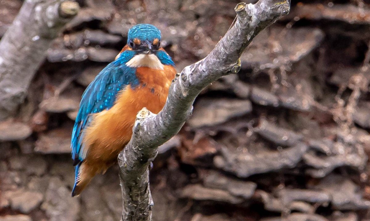 Daz72pix's tweet photo. More of this morning’s Kingfisher @CharlecoteNT https://t.co/N8Aalh9cms