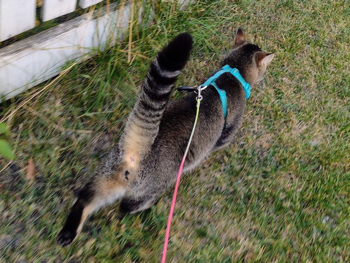 Figgy gets stukked
His leash awound plant
He cwy out to mama
Attenshun he wants

Wen mama not look
He jump ober fense
Behind da garwaj
He go to eksplor

Den he cwy agen
He finks he be stukked
Mama go gets him
And I come along

Dat Figgy so silly
He always gets stukked!