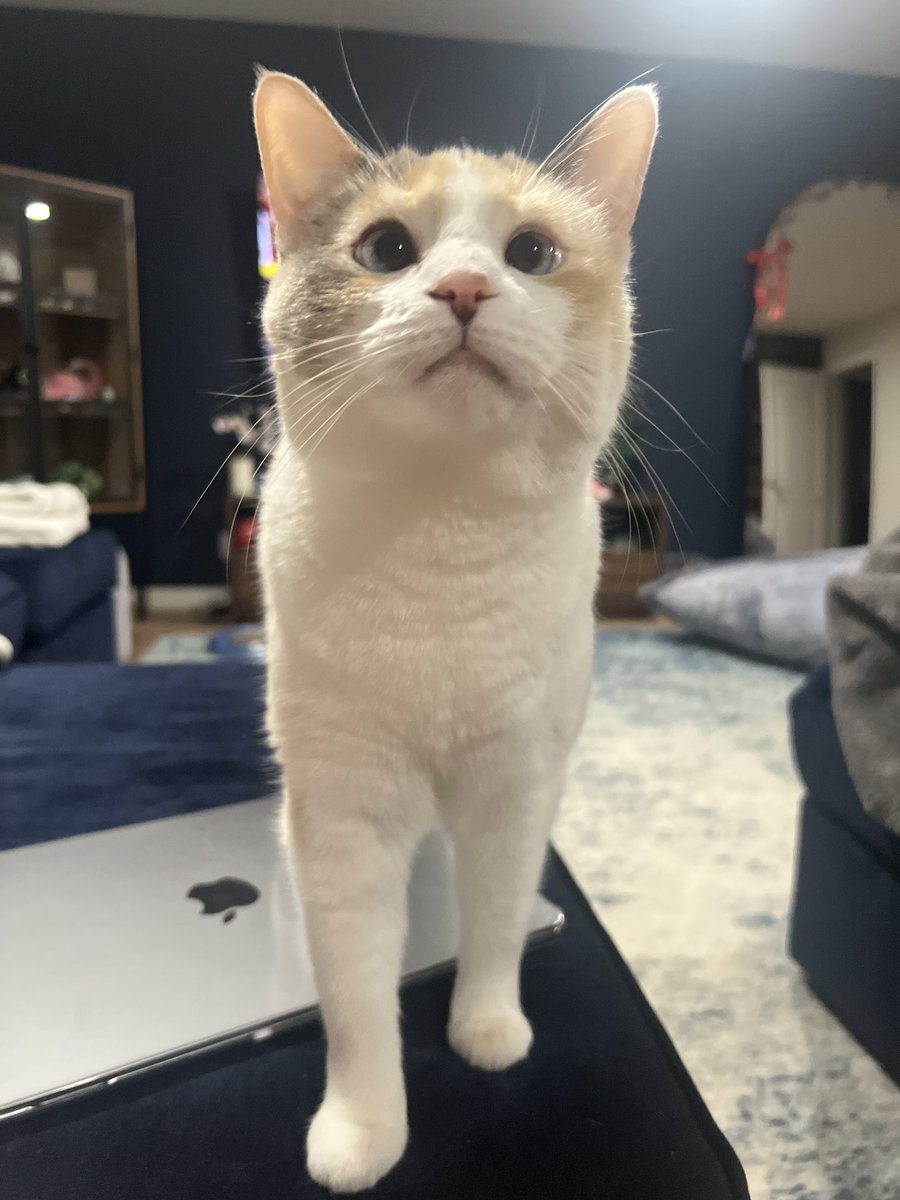 Panko A. Cat’s Mom tweet media