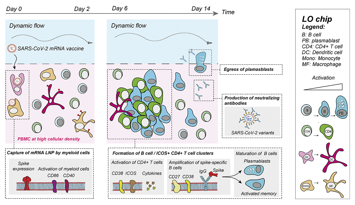Journal of Experimental Medicine (@jexpmed) on Twitter photo Jeger-Madiot et al. @Team_Chakra <a href="/institutpasteur/">Institut Pasteur, since 1887</a> developed a lymphoid organ-chip that models human recall responses to protein and mRNA vaccination. hubs.la/Q02NZnQv0
#COVID #Vaccines Jeger-Madiot et al. @Team_Chakra <a href="/institutpasteur/">Institut Pasteur, since 1887</a> developed a lymphoid organ-chip that models human recall responses to protein and mRNA vaccination. hubs.la/Q02NZnQv0
#COVID #Vaccines