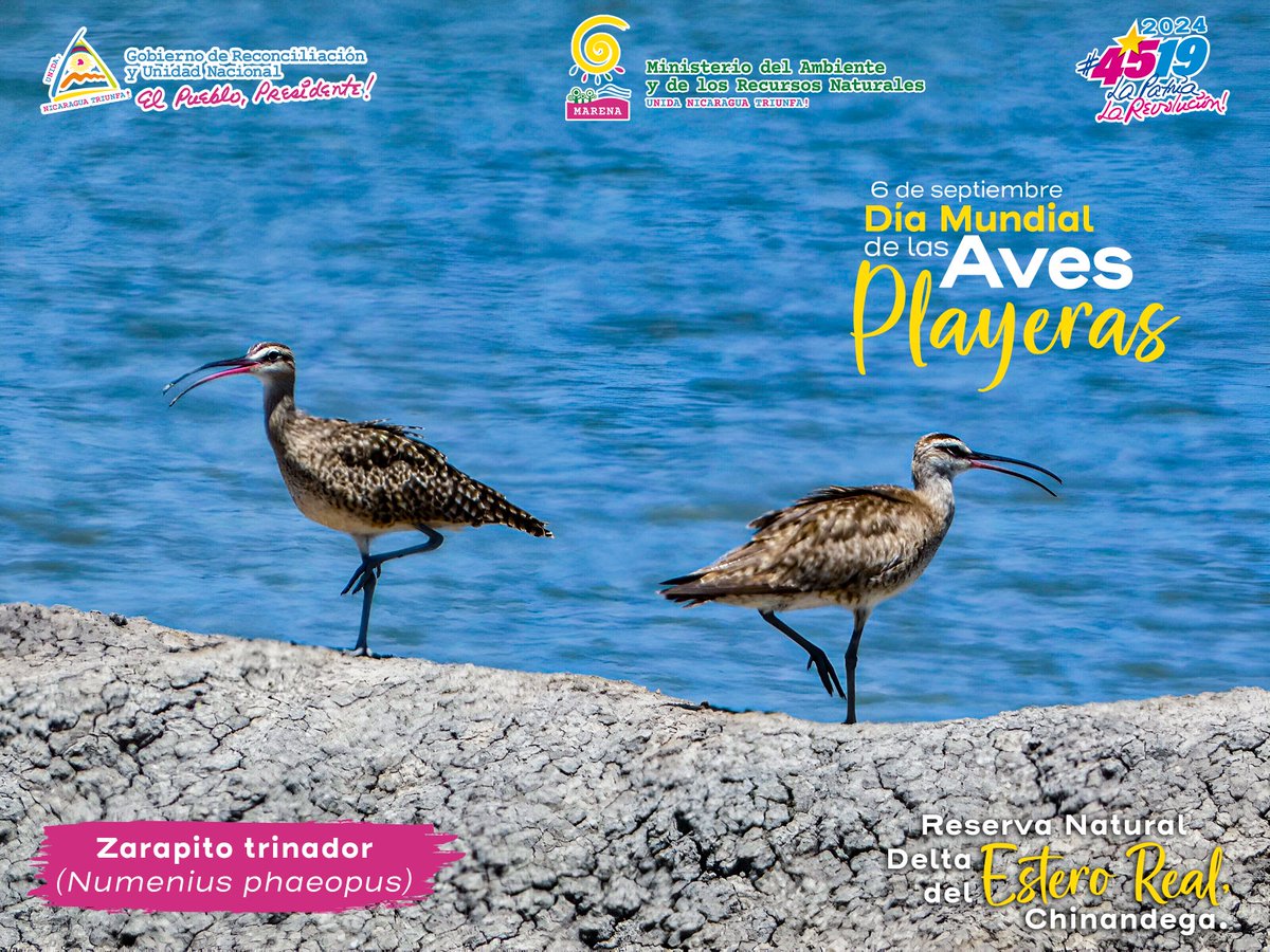 MarenaNicaragua's tweet photo. El Zarapito trinador (Numenius phaeopus), es un ave playera de pico largo y curvado; es considerada una especie migratoria común en la costa del Pacífico, y escasa en el Caribe.

Día Mundial de las Aves Playeras.

#AmorAlaMadreTierra
#Biodiversidad
#AvesPlayeras https://t.co/6UAIC3lWnI