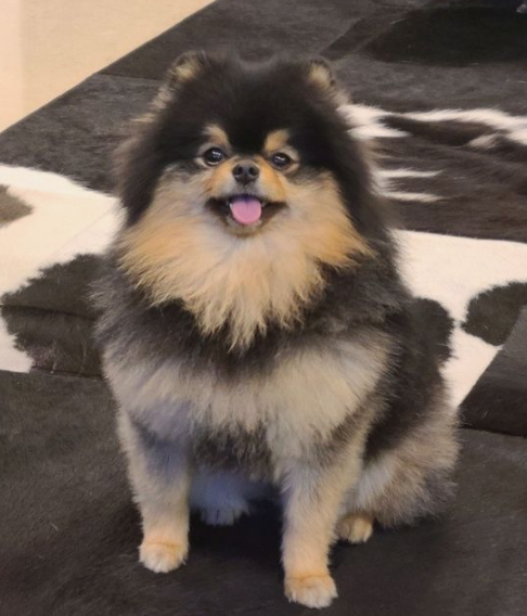 AboutMusicYT's tweet photo. Happy 7th birthday to the visual, cute, furry, talented, one of a kind, k-pup superstar, Taehyung's dog, Yeontan! https://t.co/oe42yLk87s