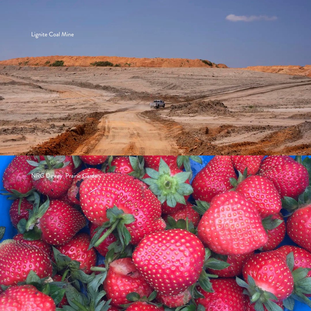 *Do you ever wonder what happens to retired coal mining land? *❎

🥦*NRG DEWEY PRAIRIE GARDEN enters the chat*🥕

Our 1-acre service garden with <a href="/nrg/">NRG</a> is helping feed 2,000 people per month!🙏

Learn more about this project: texanbynature.org/projects/nrg-d…