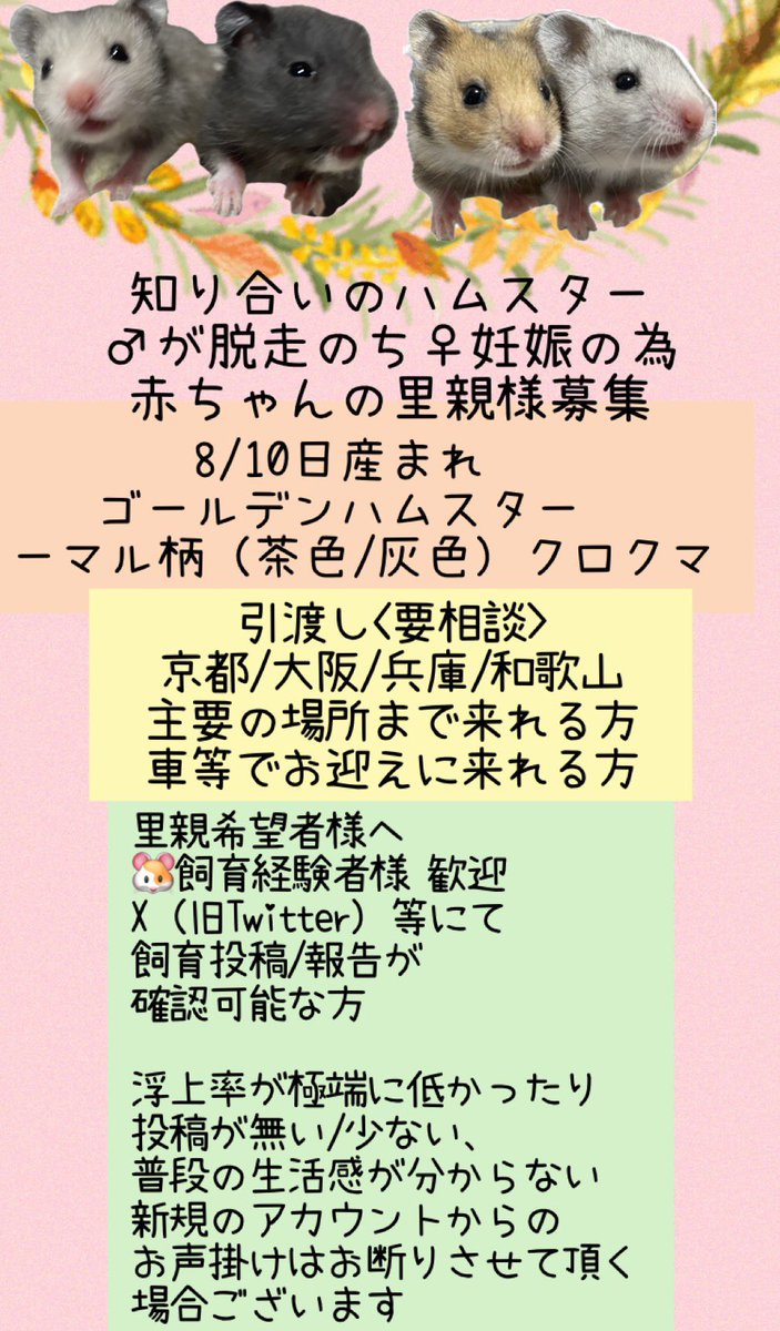 hamuhamu0814_15's tweet photo. ゴールデンハムスター
里親募集
関西 京都 大阪 兵庫 和歌山
本日から10月末くらいを目処に
募集させて頂きます https://t.co/45Ckj8vSyH