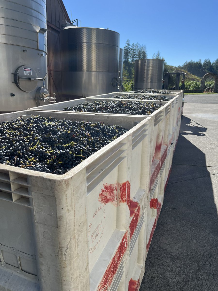First fruit of the year! Los Chamizal Primitivo!