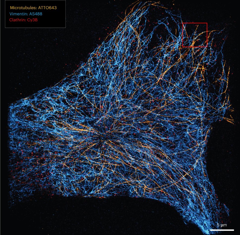 Out today from the Vandenberg and Dedecker labs! PSF splitting with the ‘Circulator’, which encodes the fluorophore emission band into the PSF, improves the information content of fluorescence microscopy and enables improved super-resolution imaging and single-particle tracking.