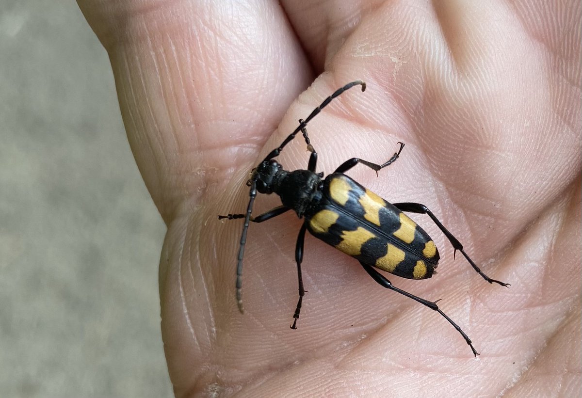 Adrian Dutton (@tbeetles) on Twitter photo A nice September record for Leptura quadrifasciata on my local Nottinghamshire patch this afternoon. <a href="/ColSocBI/">Coleopterists Society of Britain and Ireland</a> A nice September record for Leptura quadrifasciata on my local Nottinghamshire patch this afternoon. <a href="/ColSocBI/">Coleopterists Society of Britain and Ireland</a>