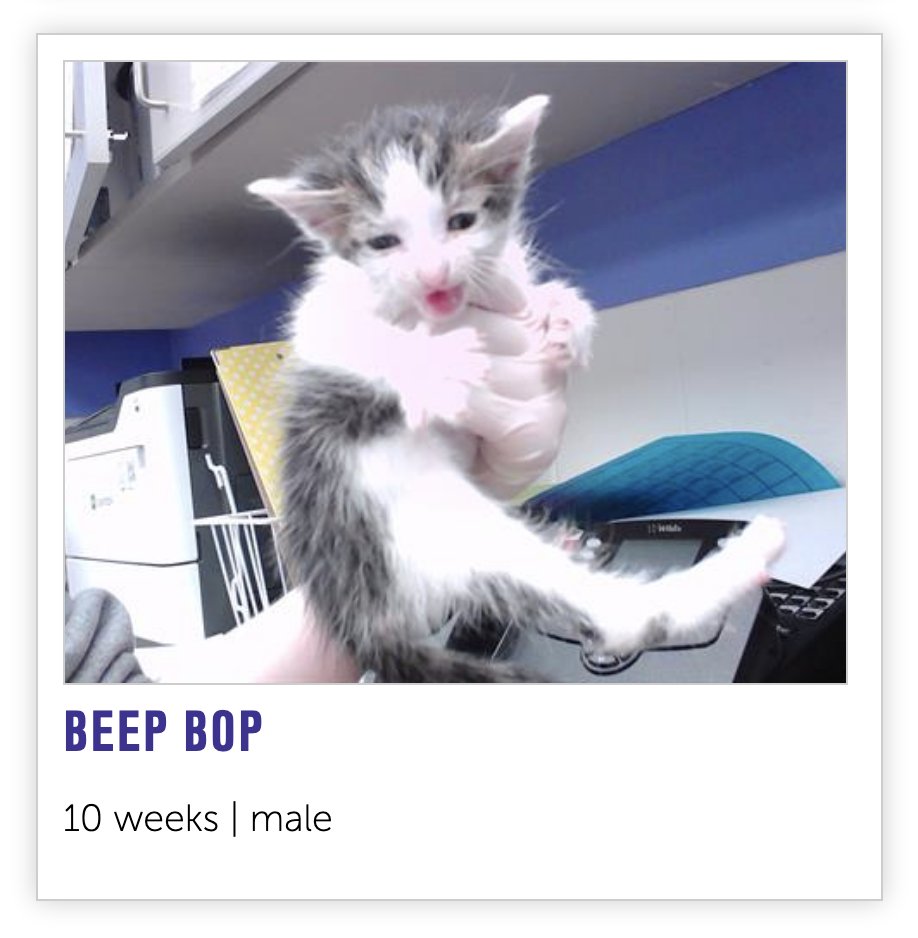 NHSCats's tweet image. wake up, new unhinged cat names just dropped 🐈