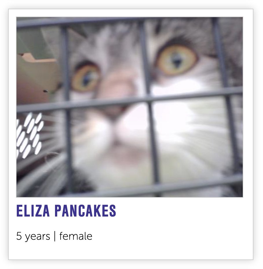 NHSCats's tweet image. wake up, new unhinged cat names just dropped 🐈