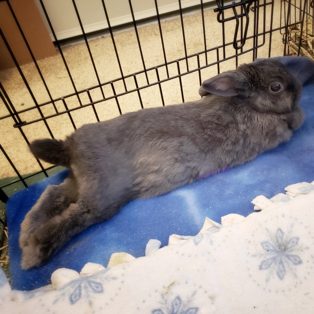 ADailyViolet1's tweet photo. Having a little stretch
#BunnyButtFriday #aDailyViolet https://t.co/3ZJ2RdZm9x