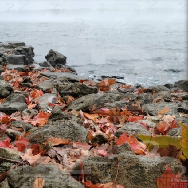 Two_Piers's tweet image. It's almost time for sweater weather! We have a forecasted low of 45 tomorrow, and leaves are already starting to fall. Have a wonderful weekend all!

Autumn in the Ozarks

liskabora.com/product/autumn…

#LakeoftheOzarks #CoastalArt #CoastalAutumnArt #LakeoftheOzarksArt #AutumnLakeArt