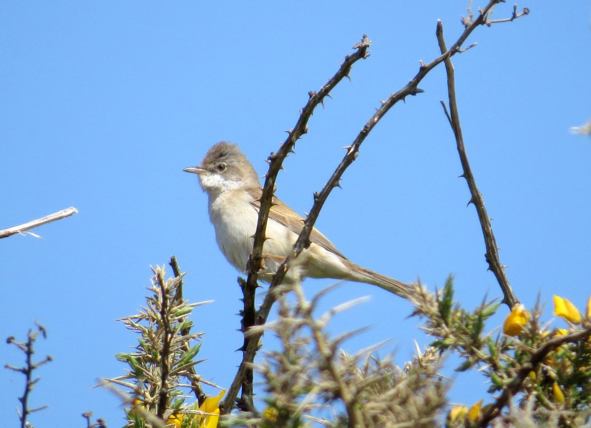 southdublinbirds (@birdwatchdublin) on Twitter photo Sunday 8th Sept outing to Broadlough Wicklow. Meeting at 10 am at Irish Biofuel Production Limited plant. Link to map on our website southdublinbirds.com/events/.php
please share <a href="/BirdsMatter_ie/">BirdsMatter_ie</a> <a href="/BirdWatchIE/">BirdWatch Ireland</a>
<a href="/DttDes/">DALKEY TIDY TOWNS</a> <a href="/dlrcc/">DĂșn Laoghaire-Rathdown County Council</a> <a href="/BWIFingal/">BWI Fingal</a> <a href="/NatureRTE/">Mooney Goes Wild</a> Sunday 8th Sept outing to Broadlough Wicklow. Meeting at 10 am at Irish Biofuel Production Limited plant. Link to map on our website southdublinbirds.com/events/.php
please share <a href="/BirdsMatter_ie/">BirdsMatter_ie</a> <a href="/BirdWatchIE/">BirdWatch Ireland</a>
<a href="/DttDes/">DALKEY TIDY TOWNS</a> <a href="/dlrcc/">DĂșn Laoghaire-Rathdown County Council</a> <a href="/BWIFingal/">BWI Fingal</a> <a href="/NatureRTE/">Mooney Goes Wild</a>