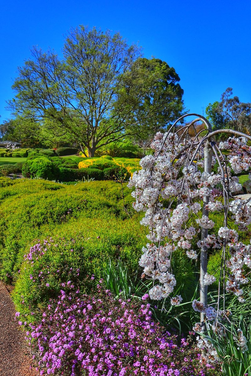 Wander in the Japanese gardens in Cowra...