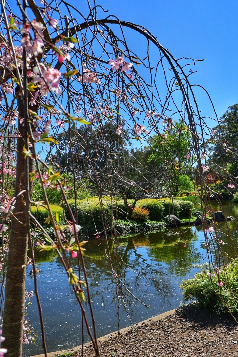 Japanese gardens in Cowra