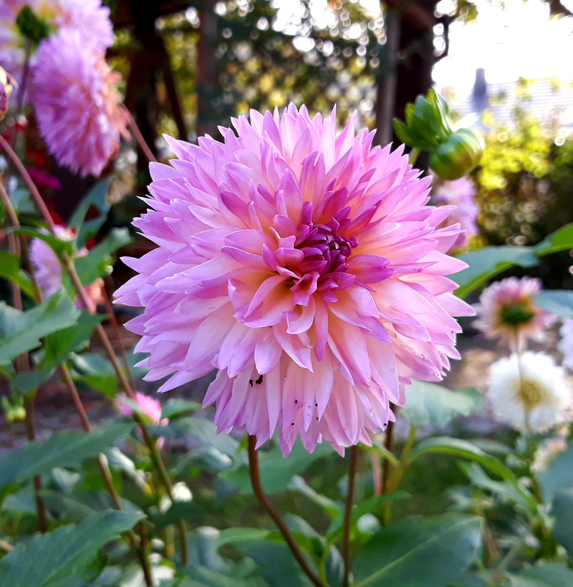 Habt ein schönes Wochenende 🌸
#Flowers #NaturePhotography #flowerphotography #nature