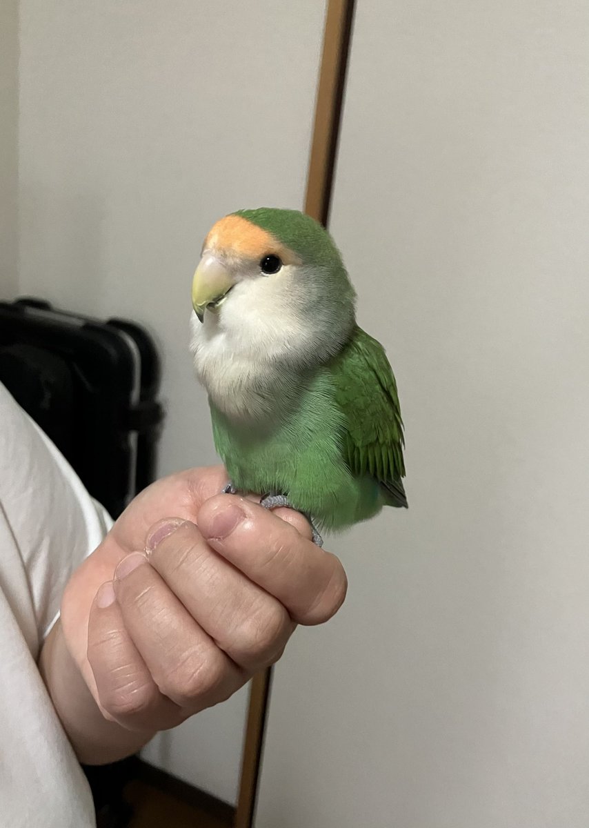 コザクラインコってこんな形？😅