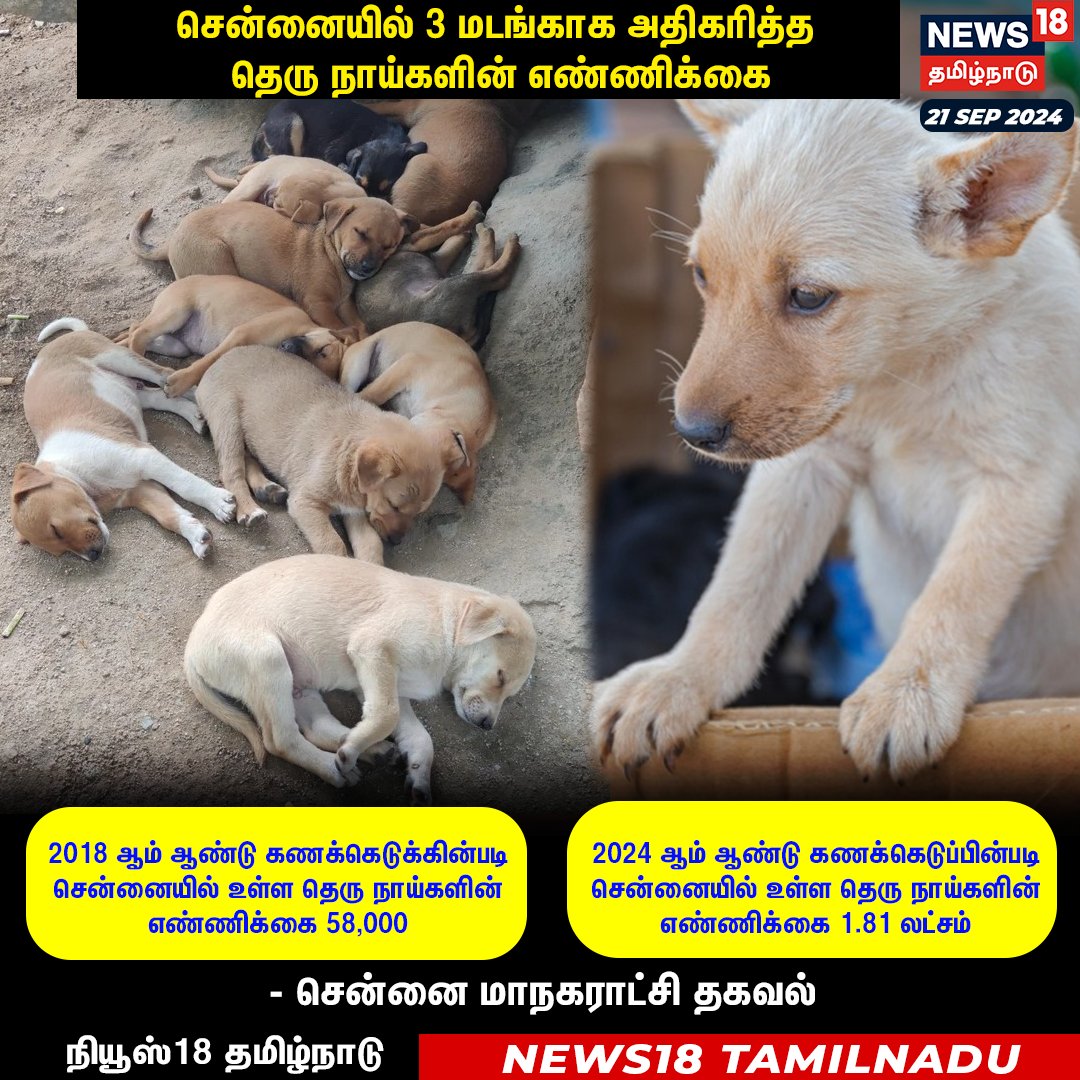 News18TamilNadu's tweet photo. #JUSTIN சென்னையில் 3 மடங்காக அதிகரித்த
தெரு நாய்களின் எண்ணிக்கை
#Chennai #DogPopulation #ChennaiCorporation #News18tamilnadu | https://t.co/7dpn9FCtgj https://t.co/yvhNLLSpyc
