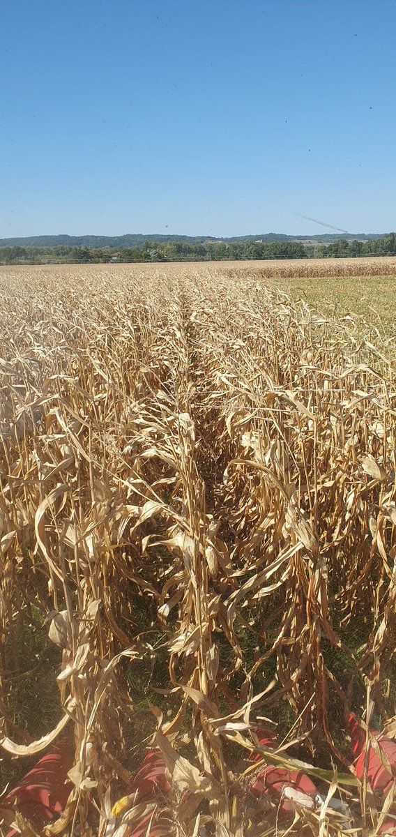 PierreA_Marre's tweet photo. En route pour la #moisson #Corn24 avec les boulbenes sup en #Barkley.
Rendement : 77 qtx
H20 : 15%
Fertilisation : 120 Unités
L'objectif était de 60 qtx dans ces petits potentiels habitués aux 50qtx en Blé. Il a manqué 30 mm entre 15/07 et 15/08. Le 🌽 encore au rdv ! https://t.co/XT2cYq2KAV