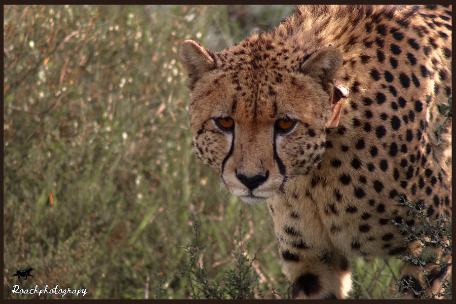 Cheetahs are classified as "vulnerable" on the IUCN Red List, indicating a high wild extinction risk. #roachphotography #Cheetah #Wildcats #wildearth #Safari #wildlife #nature #Savannah #picoftheday #animals #wildanimals #Wanderlust #PHOTOS #blupebblestours