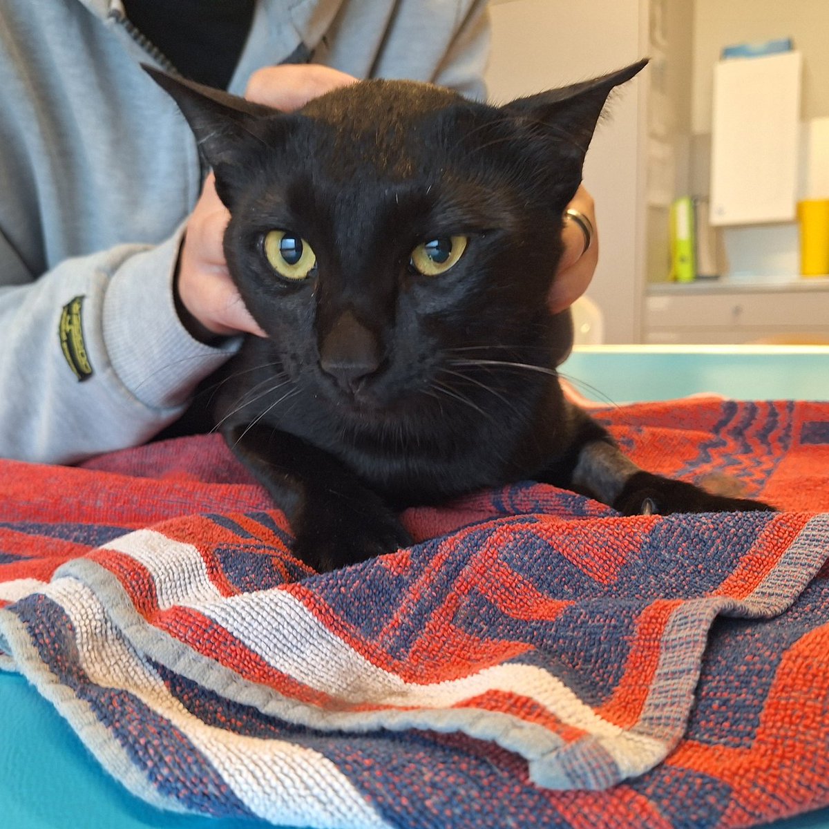 Katzenmensch4's tweet photo. Diese Katze wurde in Rudolfstetten ZH in der Schweiz gefunden. Sie ist jetzt im Tierheim.
Wer weiss etwas? https://t.co/NtWSF4RxUs #Findelkatzen https://t.co/rbGG6wuYiC