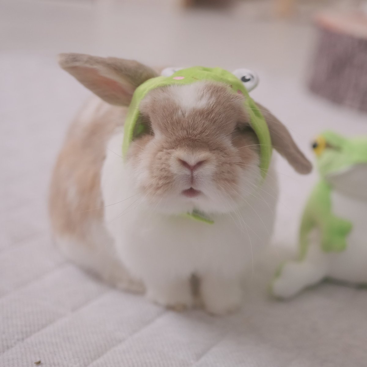 うさぎのチャイ tweet media