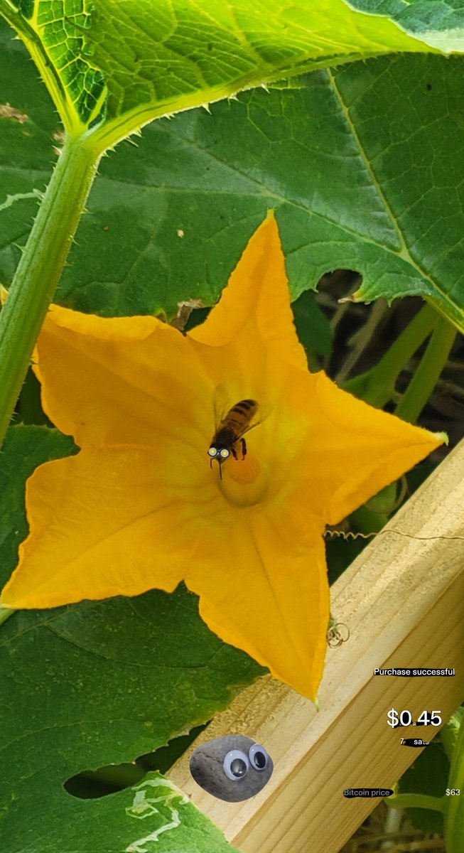 RustyOldJack's tweet image. e⁸b⁴⁵ #microstack
#microstackchain
#microfrens
Pollinate the chain
