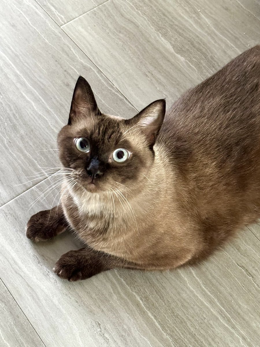 なんかくれ
って顔に書いてあるよね

#猫好きさんと繋がりたい #猫画像 #猫かわいい教 #猫多頭飼い #猫をTLに流しちゃおう #にゃんねこ25 #ネコチャンカワイイ