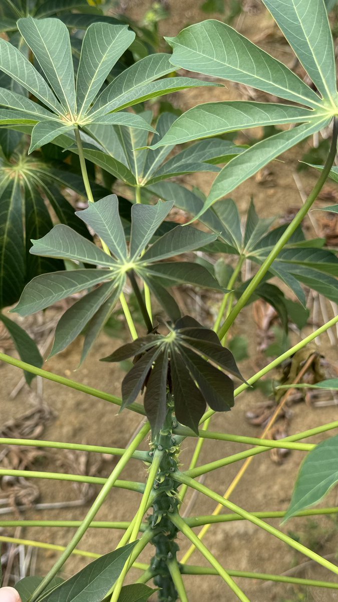 Jonathan Newby tweet media