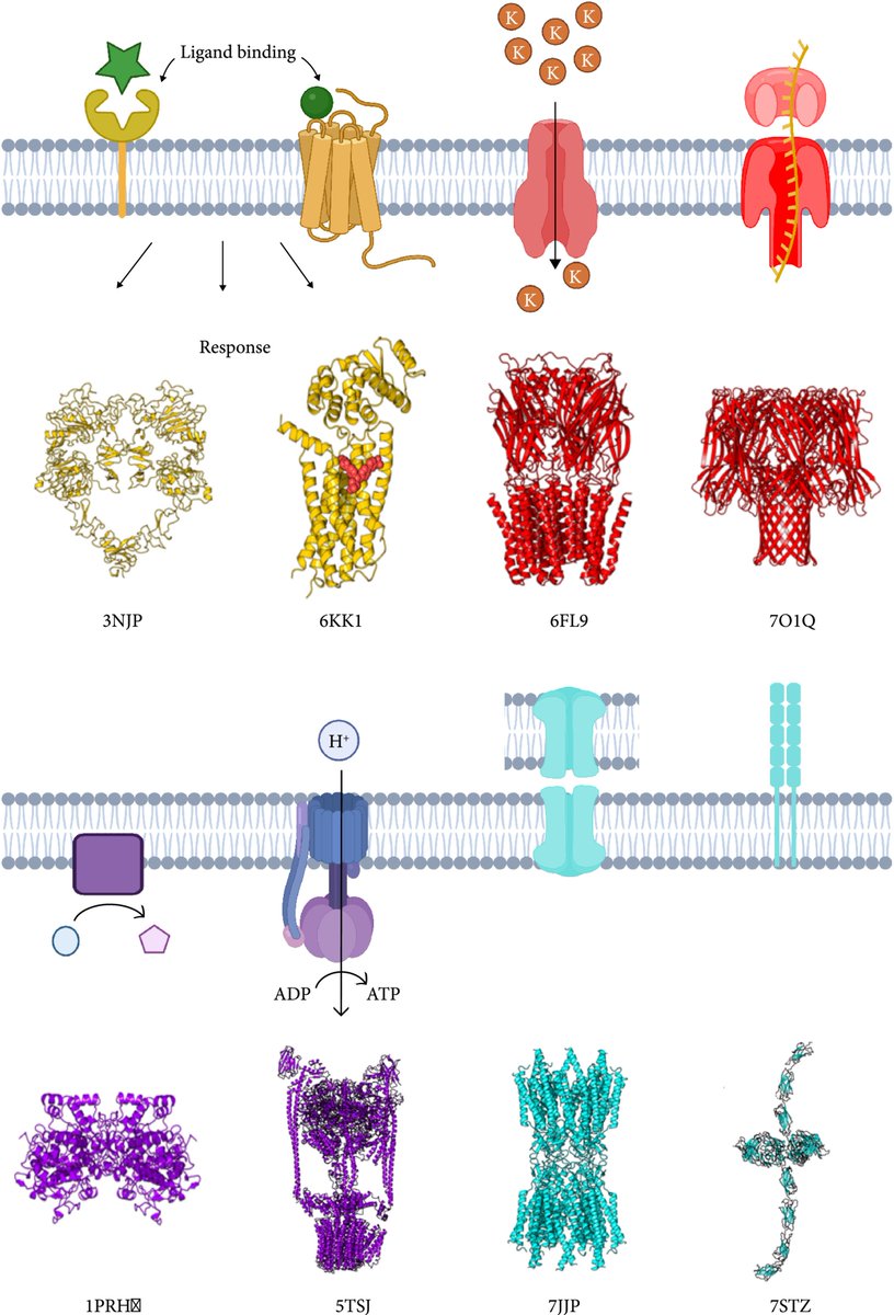 BioDesignR's tweet image. Revolutionizing membrane protein design with AI-powered secondary structure prediction. New tools empower the field. #MembraneProteinDesign #ProteinStructurePrediction #AIProteinDesign
Details:spj.science.org/doi/10.34133/2…