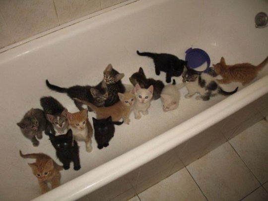 Miaw's tweet photo. https://t.co/XMxgMxH9aB