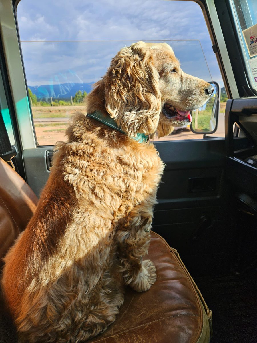 SMALLFIVEVET's tweet image. “When the travel bug bites, just go! 🌍 We’re spreading love across the globe!” #petrelocationkenya #dogsofinstagram #catsofinstagram #iata #ipata #Ipatacon24