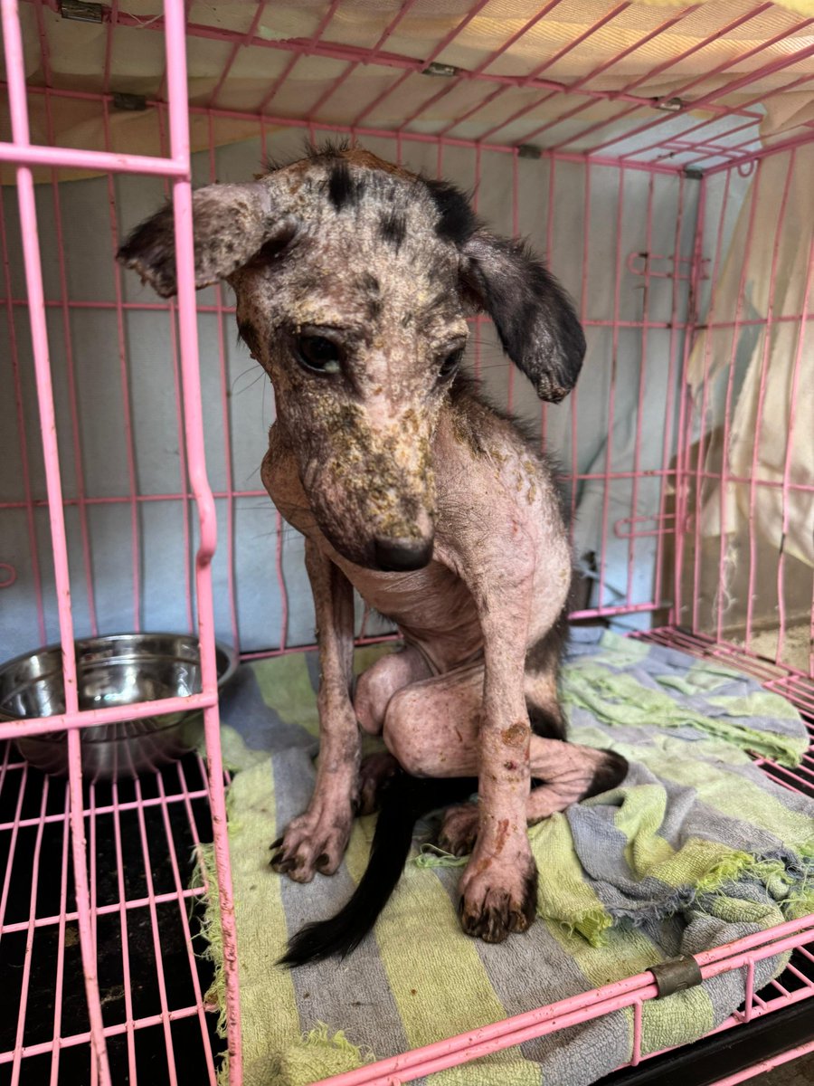 Lovina Animal Welfare tweet media