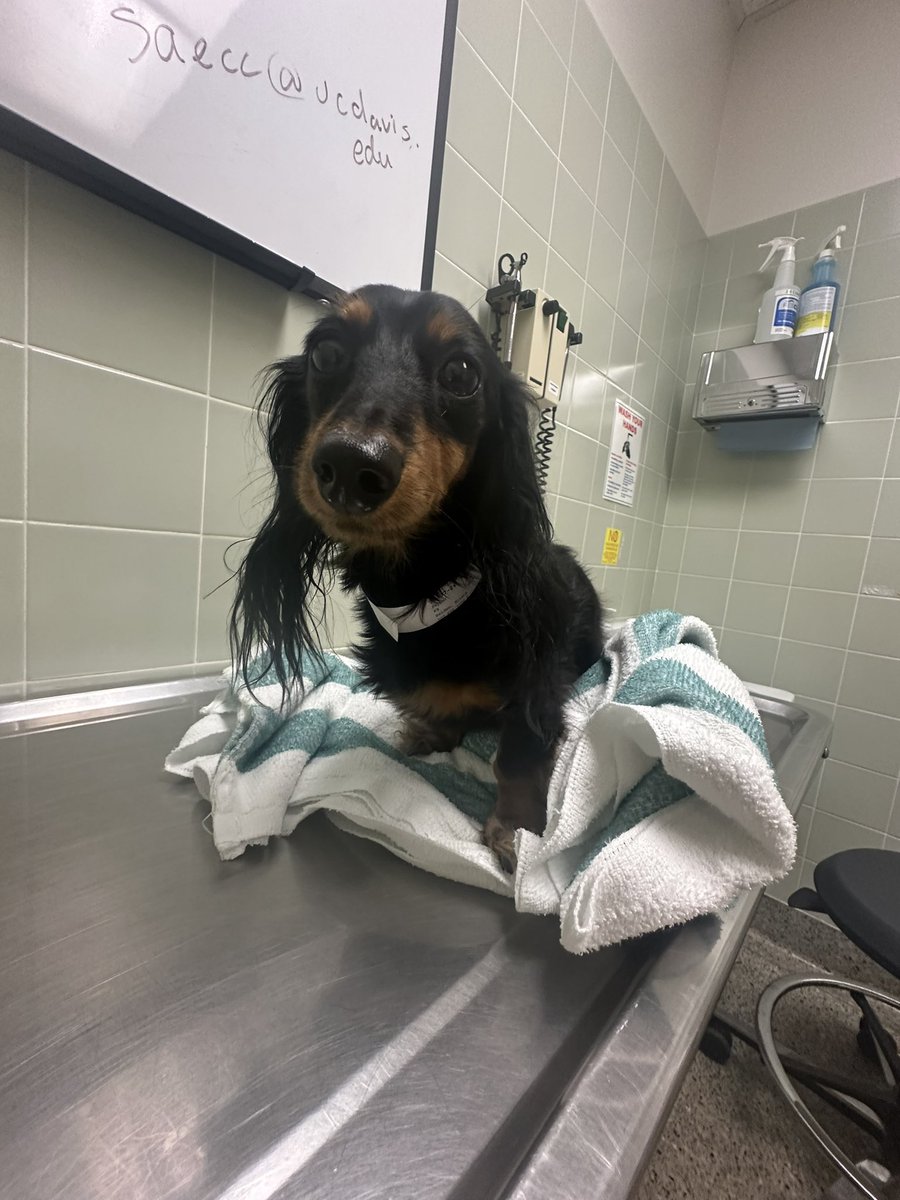 Krista Seiden (@kristaseiden) on Twitter photo Our favorite little puppy is currently in surgery at <a href="/ucdavisvetmed/">UC Davis Veterinary Medicine</a> for a herniated disc/IVDD. Please send well wishes for Pepper πΆοΈπ Our favorite little puppy is currently in surgery at <a href="/ucdavisvetmed/">UC Davis Veterinary Medicine</a> for a herniated disc/IVDD. Please send well wishes for Pepper πΆοΈπ