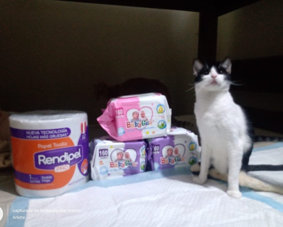 _arlettesalazar's tweet photo. ACTUALIZACION #MISKY 🖤✨
Gracias por ayudar a la pequeña🫶🏼  ha recibido sus pañalitos, paños húmedos, papel toalla para poder hacer sus  necesidades diarias❤️‍🩹
Aún necesita la cremita, espuma de baño y fisioterapia, si puedes apadrinar envía un Dm ó 📲934 962 128 Jaquelyn Salazar https://t.co/b1UXZE6IC9