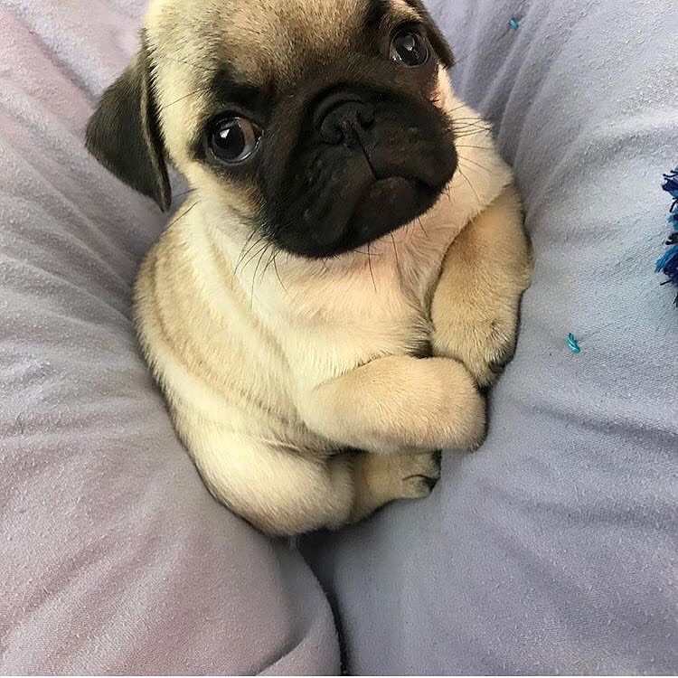 pugclub1's tweet photo. #ilovepugs #pugsproud_feature #cutepug #pugglelove #mops #pugalier #pugchat #pugglelife #puglive #pugbaby #puglife #pugslovers #pugs4life https://t.co/PKOfhIIOns