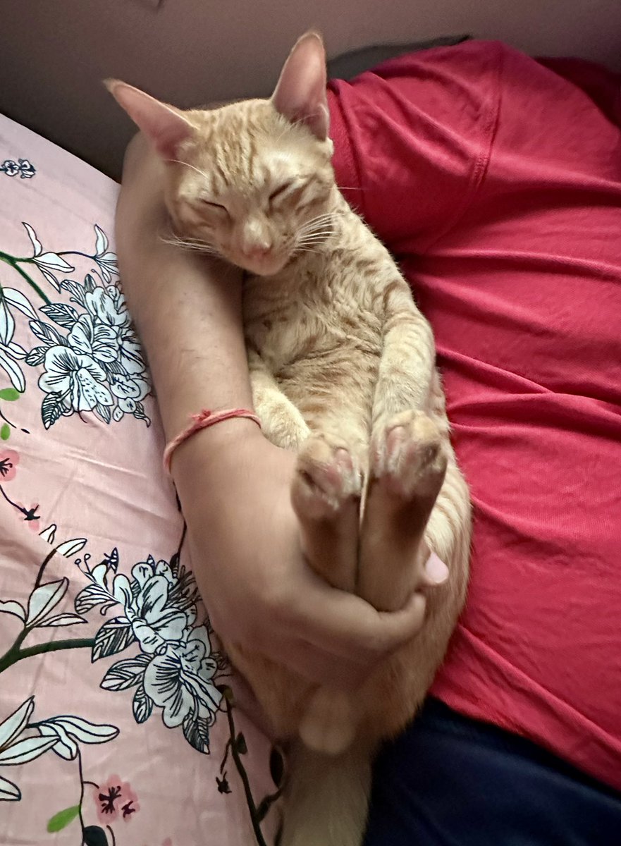 dreadedcoder's tweet image. Last photo you took of your sleeping Cat. Here is mine.