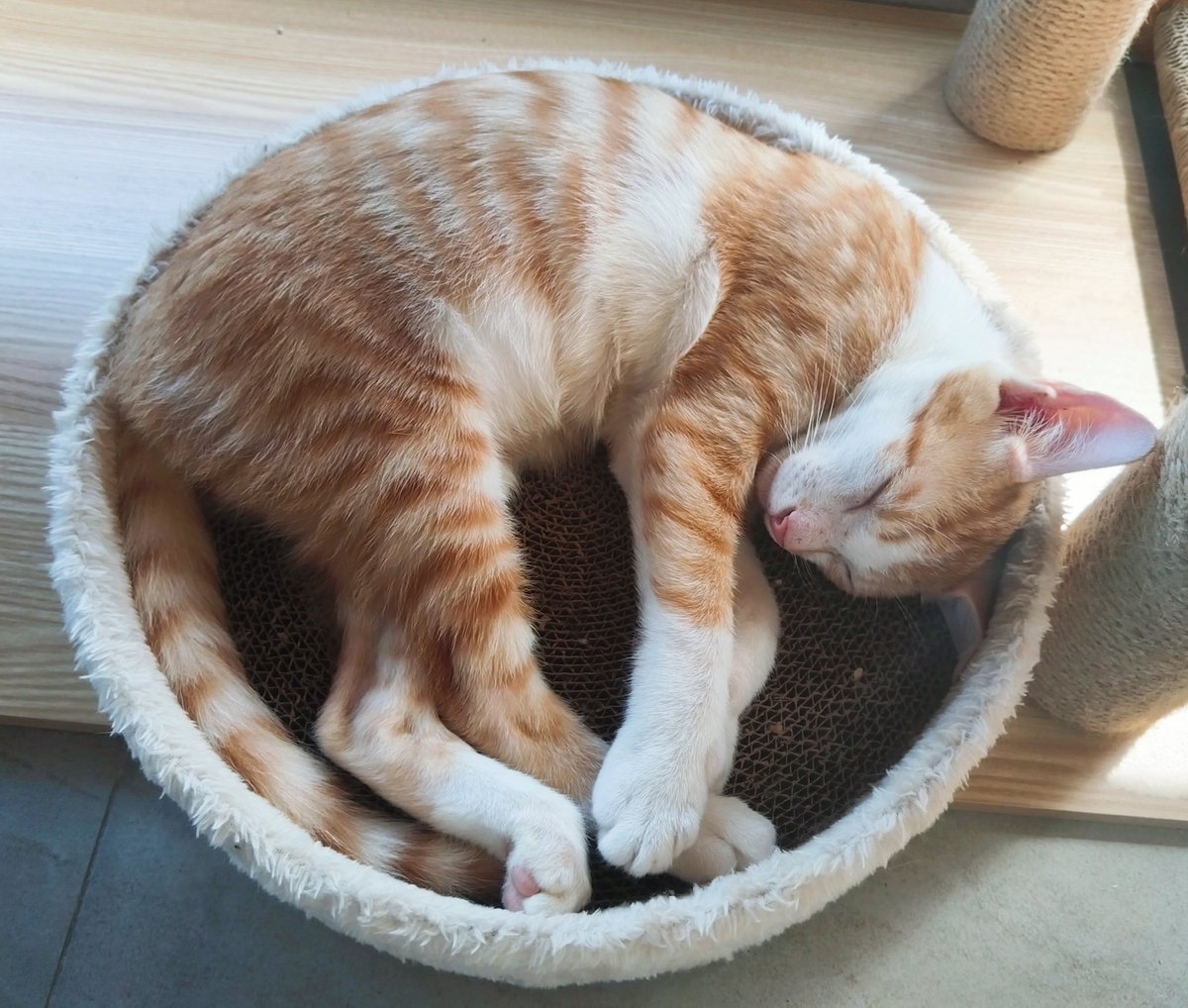 catcalledAmber's tweet image. 