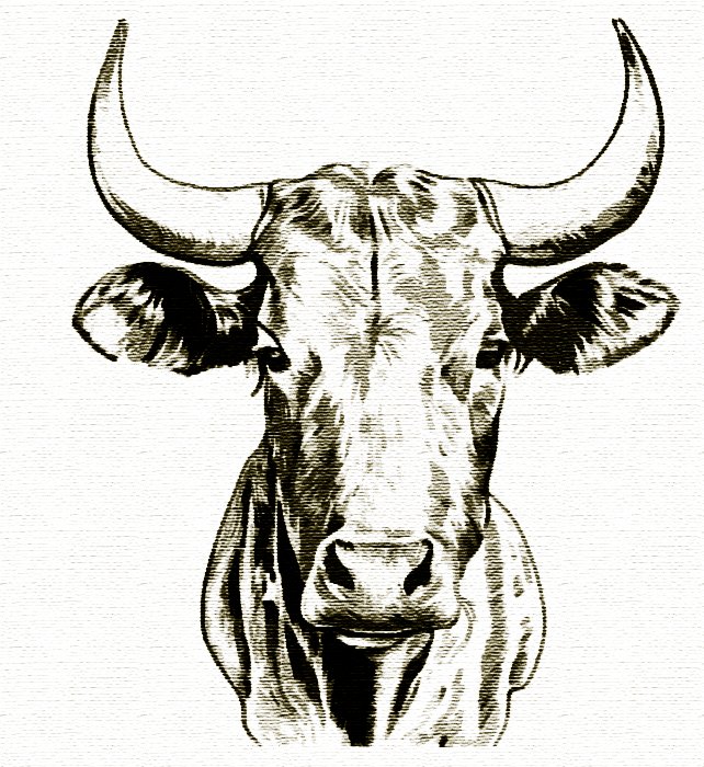 Hace 90 años, en días de vendimia, una vaca brava campa a sus anchas por el término de #Mucientes. Vistos los daños en el viñedo y el terror del vecindario, el ayuntamiento ordena una batida. Un cazador del pueblo la matará en la noche del 22.9.1934. La carne se puso a la venta.